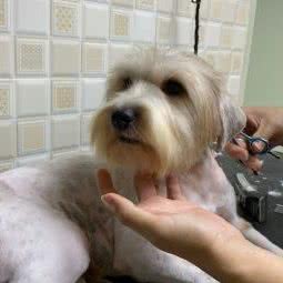 乐诚宠物:深圳市南山区蛇口附近