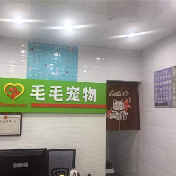 毛毛宠物:深圳市南山区蛇口附近