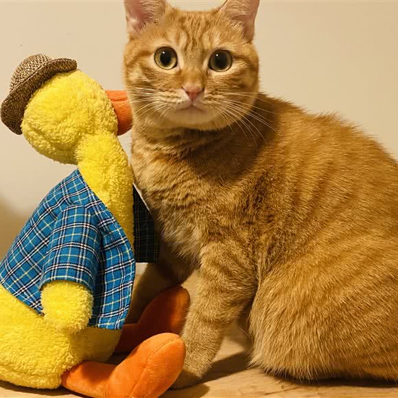 PETS ZONE宠物酒店:深圳市南山区蛇口附近