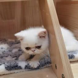 爪爪 喵星球(海上世界店):深圳市南山区蛇口附近