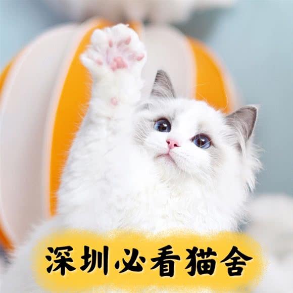 小猫来了有·猫舍:深圳市南山区蛇口附近