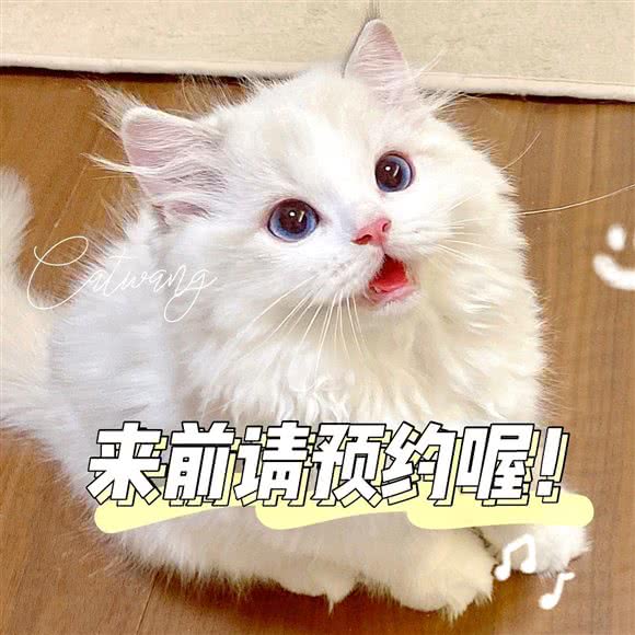 CATWANG布偶猫猫舍:深圳市南山区蛇口附近