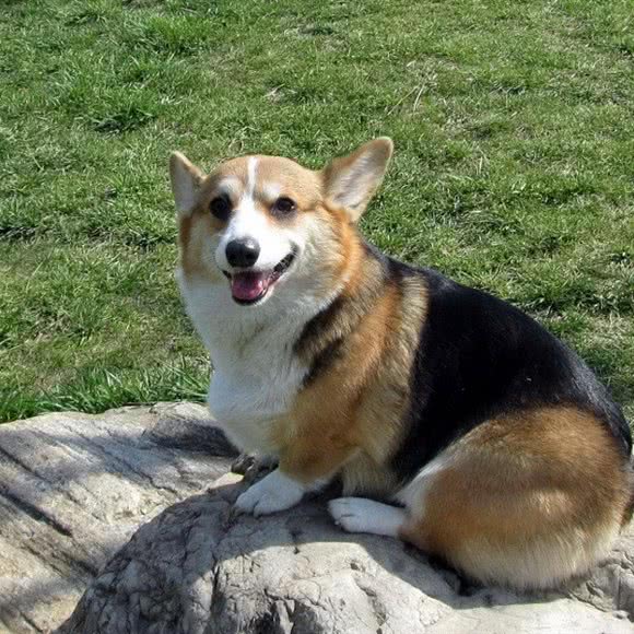 宠物家园(后海大道店):深圳市南山区南山中心区附近