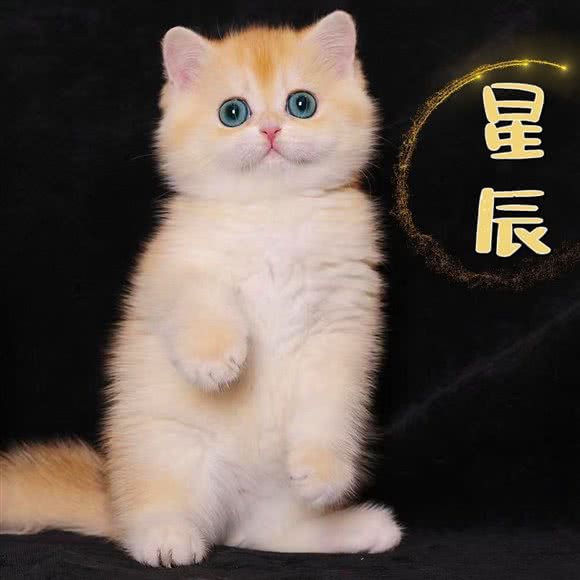 星辰猫舍:深圳市南山区南山中心区附近