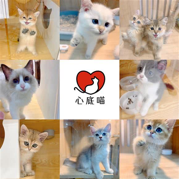 心底喵猫馆:深圳市南山区南山中心区附近