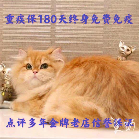 灵动猫舍(南山店):深圳市南山区南山中心区附近