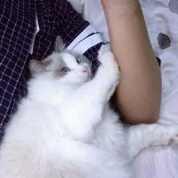 瑞喜名猫:深圳市南山区南山中心区附近