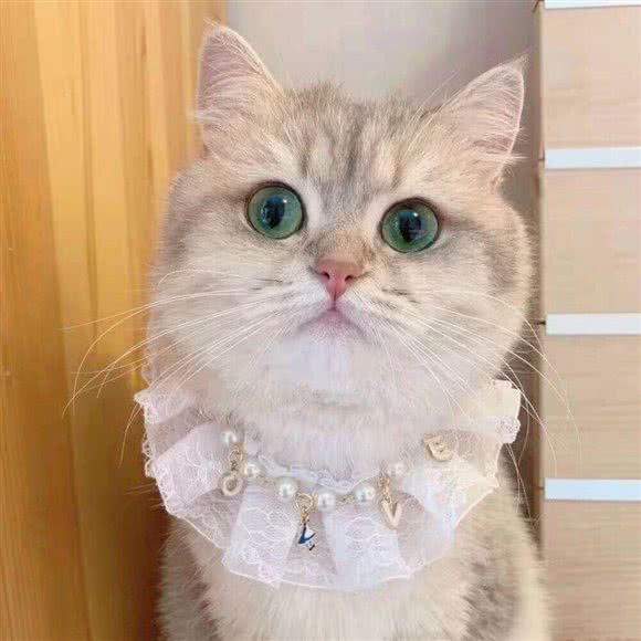 和·猫舍(双井店):北京城区朝阳区双井附近