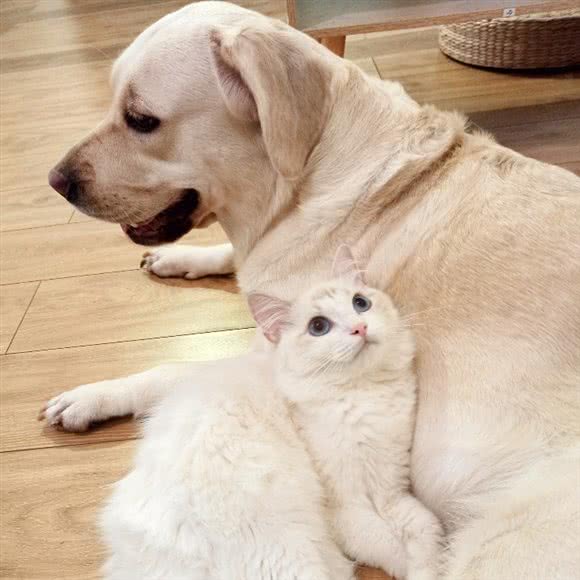 相伴时光宠物馆(CFA猫舍):深圳市南山区科技园附近