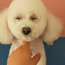 萌多乐宠物店:天津城区武清区武清区附近