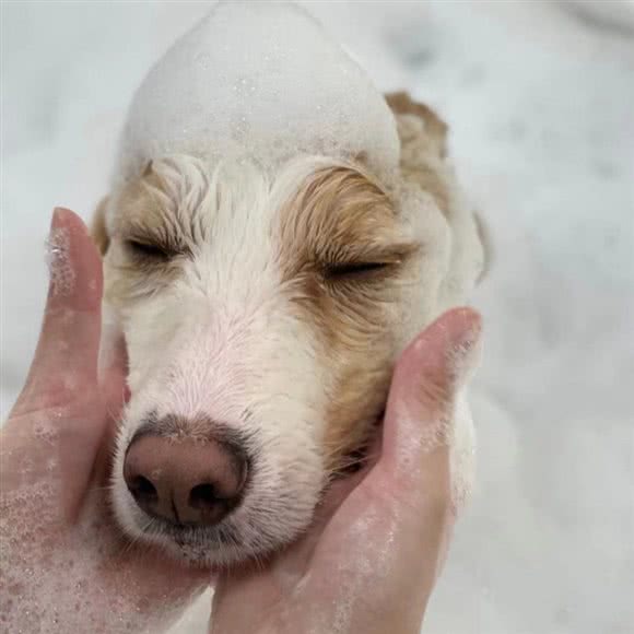 宠乐多 Cheerido 宠物狗会所:深圳市南山区科技园附近