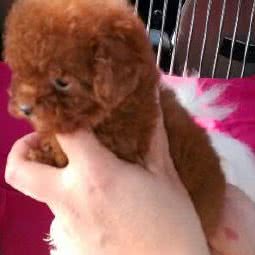 大爱犬业(武清店):天津城区武清区武清区附近