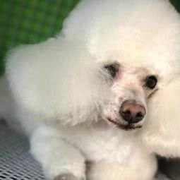 圣宠宠物(武清泉昇佳苑店):天津城区武清区武清区附近