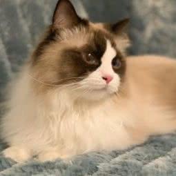 夏洛克猫咪寄养酒店:深圳市南山区桃园附近