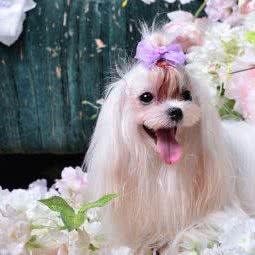 珀珀宠物摄影工作室总店(南山别墅店):深圳市南山区南油附近