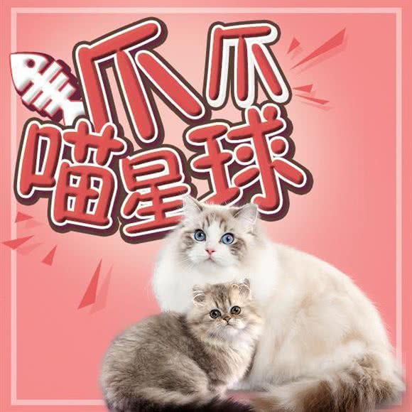 爪爪喵星球·撸猫·猫舍(南山来福士店):深圳市南山区南油附近