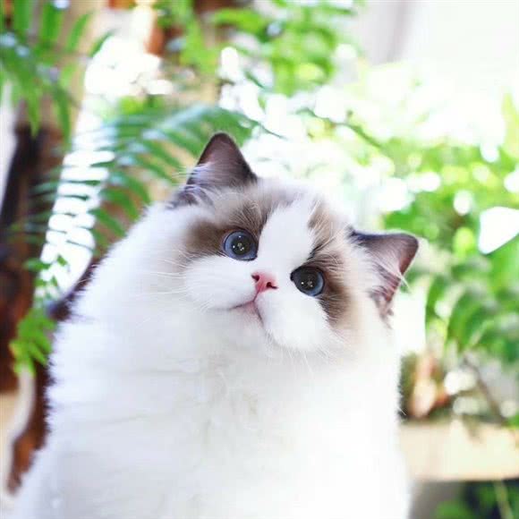 缪斯名猫馆:深圳市南山区南油附近