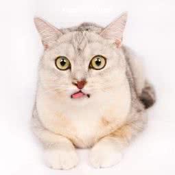 PAOPAO宠物摄影:深圳市南山区前海附近