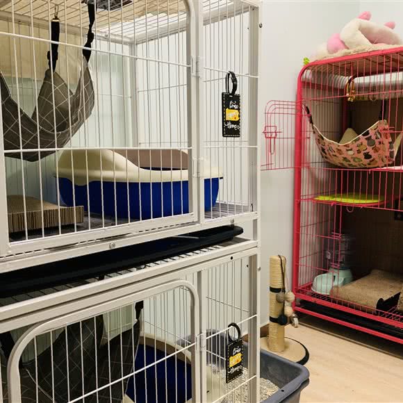 土豆猫舍:深圳市南山区前海附近