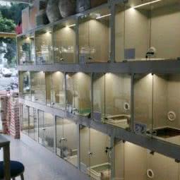 斯嘉丽宠物:深圳市南山区西丽附近