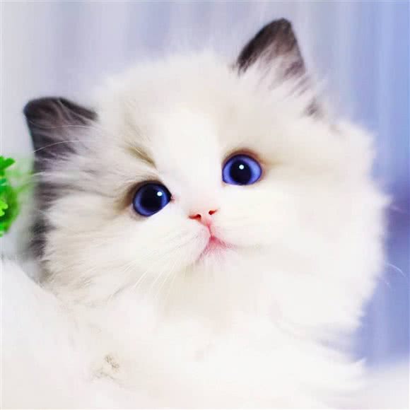 亮亮喵生活馆:深圳市南山区西丽附近