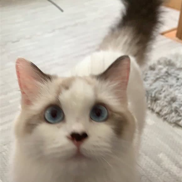 茶茶宠物美容工作室:深圳市南山区西丽附近