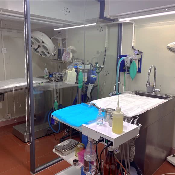 领养之家:深圳市南山区西丽附近