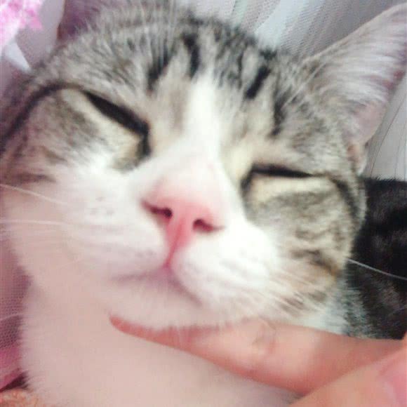 喵哆哆宠物店:深圳市南山区西丽附近