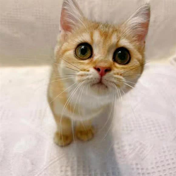 小佩宠物(半里花海店):深圳市南山区西丽附近