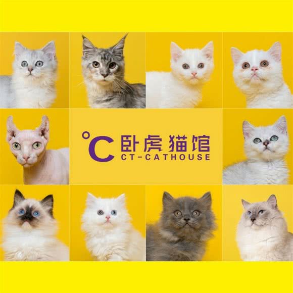 °C卧虎猫馆(塘朗城店):深圳市南山区西丽附近