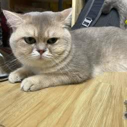 树洞猫屋:深圳市南山区西丽附近