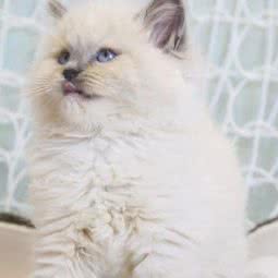 多多猫舍:深圳市南山区西丽附近