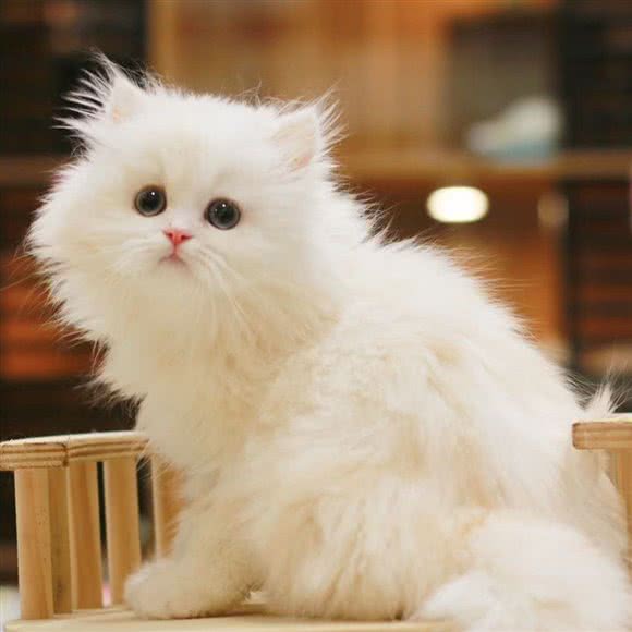 狐狸喵喵猫舍(TCL国际E城店):深圳市南山区西丽附近