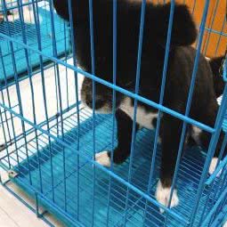 鹏城动物医院:深圳市南山区西丽附近