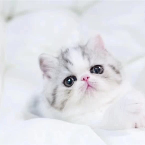 玛特宠物:深圳市南山区南头附近