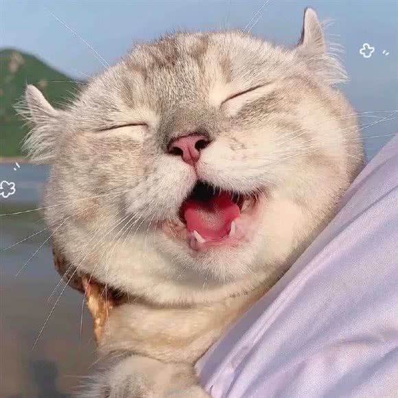 Kuki’d 猫舍:深圳市南山区南头附近