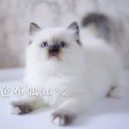 奶思喵馆:深圳市南山区南头附近