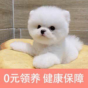 爪爪宠物(岁宝龙珠店):深圳市南山区华侨城附近