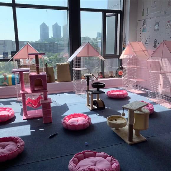 猫小软猫咪寄养酒店:深圳市南山区华侨城附近