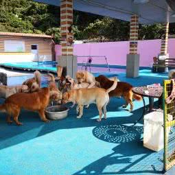 鑫乐源宠物俱乐部:深圳市南山区龙华新区附近