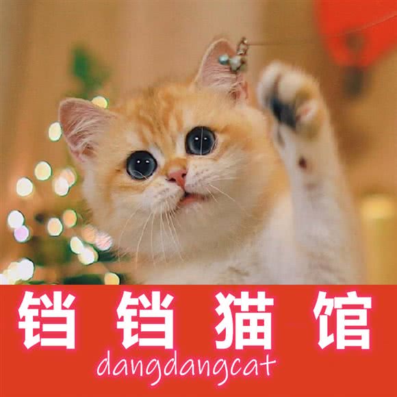 铛铛宠物猫馆:深圳市南山区龙井附近