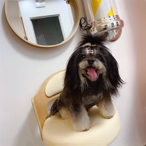 叮噹宠物(西乡店):深圳市宝安区天虹汇一城附近