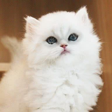 米左右乐猫馆·猫舍宠物店:深圳市宝安区天虹汇一城附近