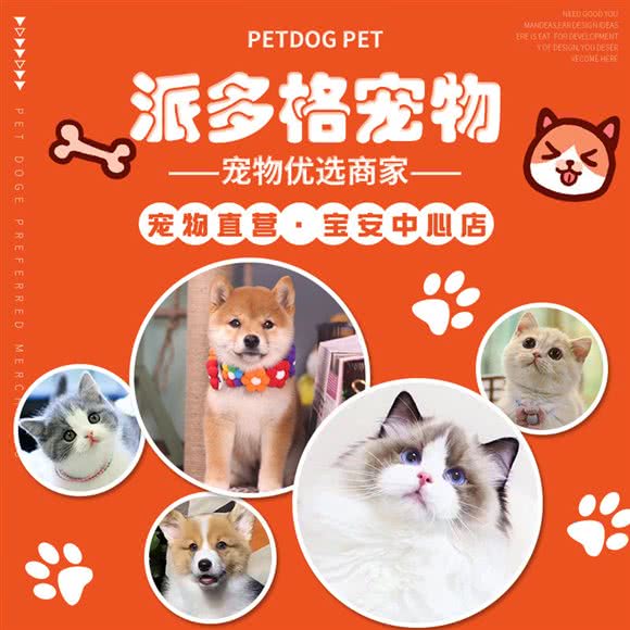 派多格宠物(宝安中心店):深圳市宝安区宝安中心区附近