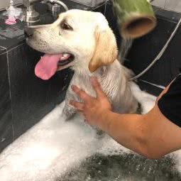 Hairforpets:深圳市宝安区宝安中心区附近