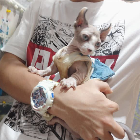 爪爪喵星球(宝安壹方城店):深圳市宝安区宝安中心区附近