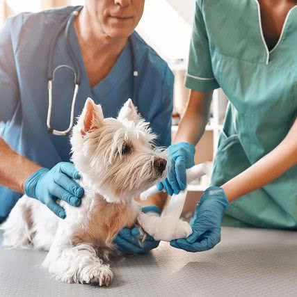 付付宠物医院:深圳市宝安区宝安中心区附近