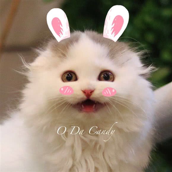 O Da猫舍:深圳市宝安区宝安中心区附近