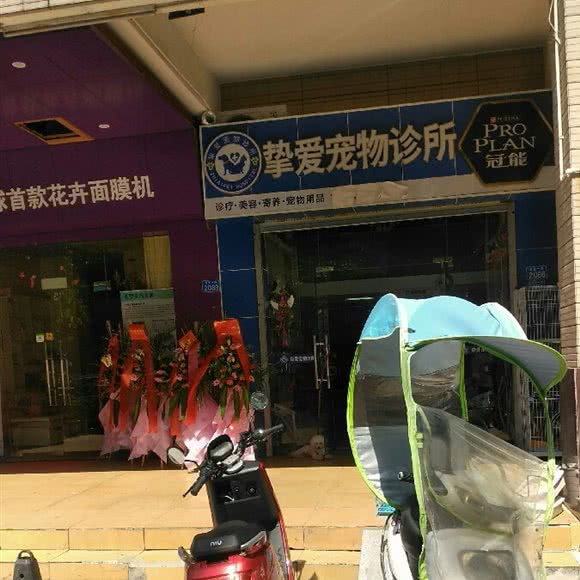 挚爱宠物诊所:深圳市宝安区宝安中心区附近
