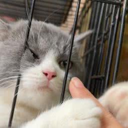 萌喵物语:深圳市宝安区时代城附近